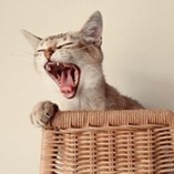 Burmilla